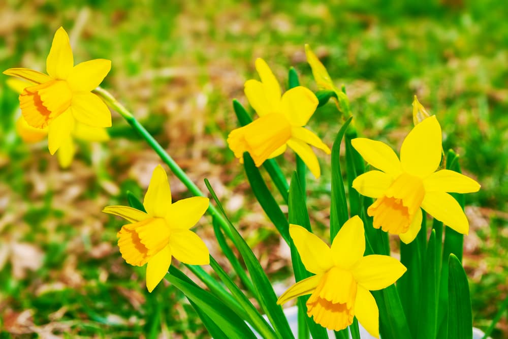 bulbes que les rongeurs ne mangent pas à planter en automne jonquilles