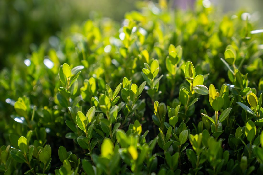 buxus microphylla Winter Gem-une variété rustique parfaite pour les hivers rigoureux