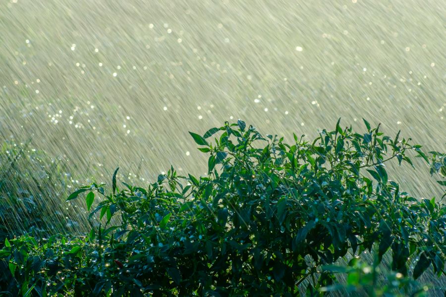 comment bien drainer le jardin