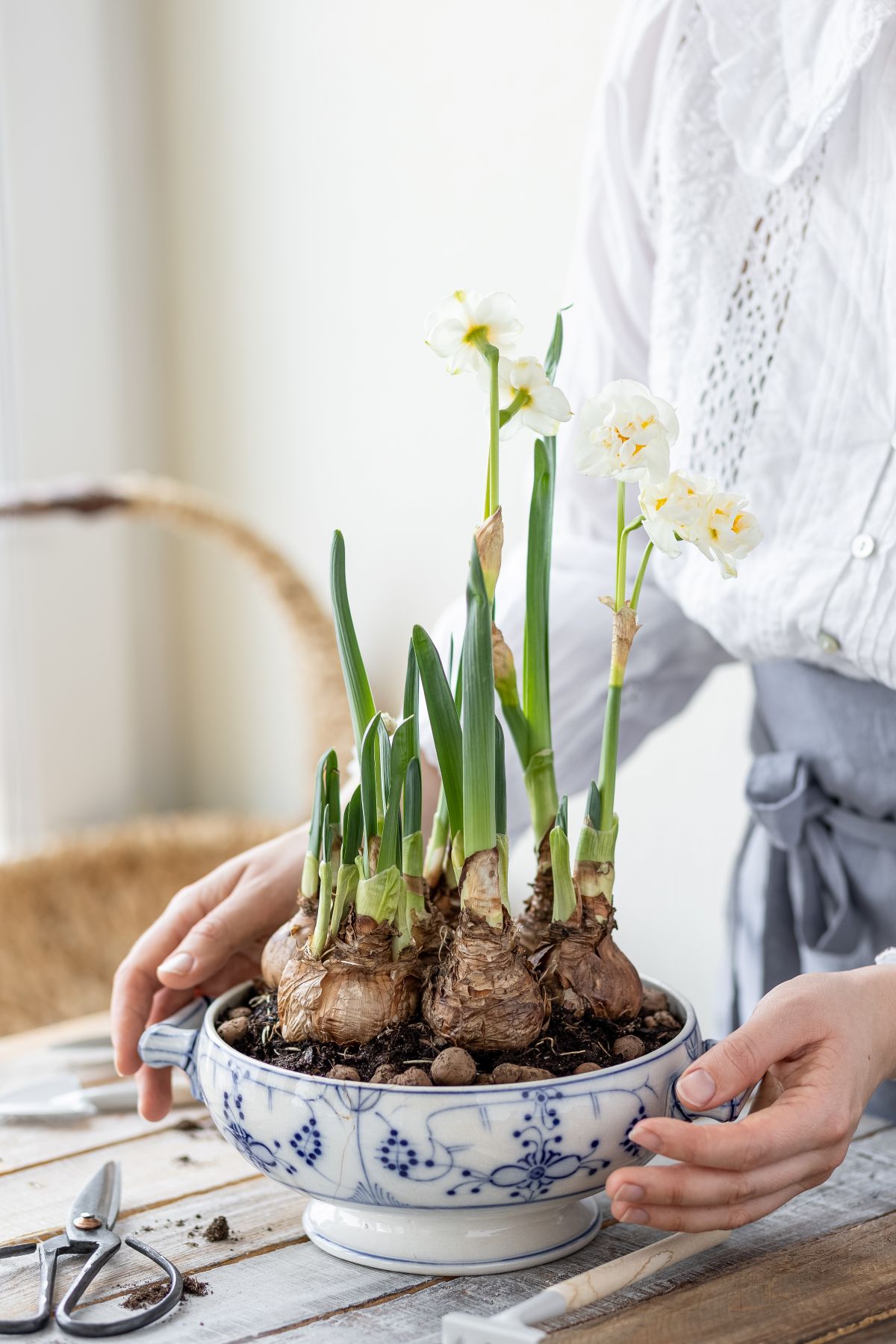 comment planter le narcisse papyracé en terreau