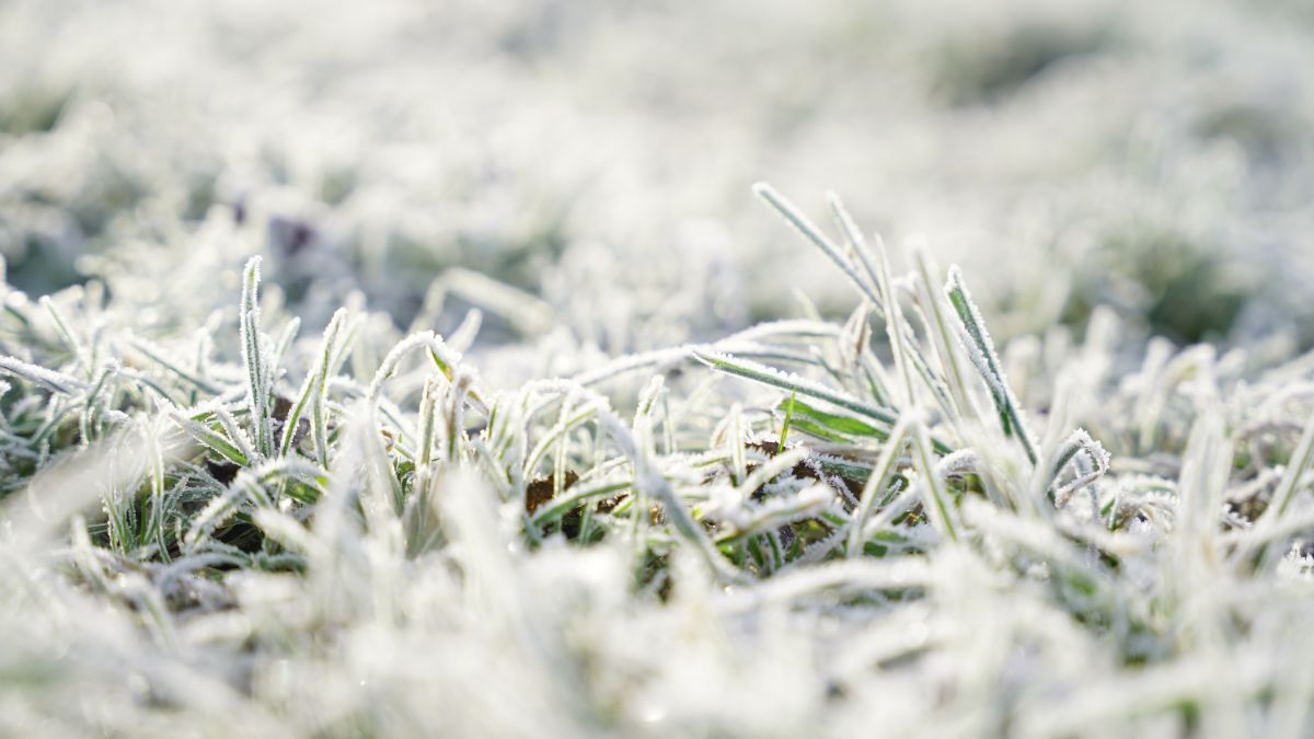 comment prévenir les dommages du gel sur la pelouse