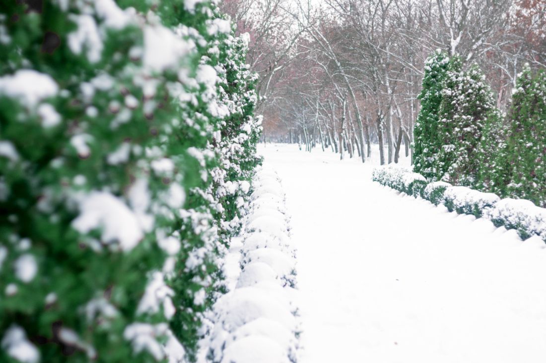 comment protéger votre buis en pot et en pleine terre cet hiver