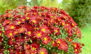 comment régénérer un vieux chrysanthème après floraison