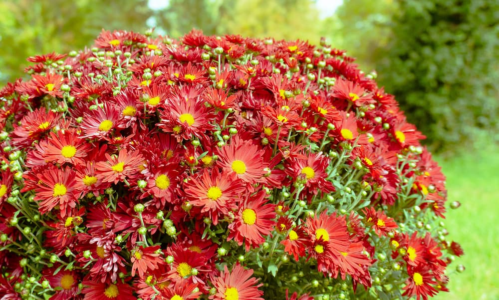 comment régénérer un vieux chrysanthème après floraison