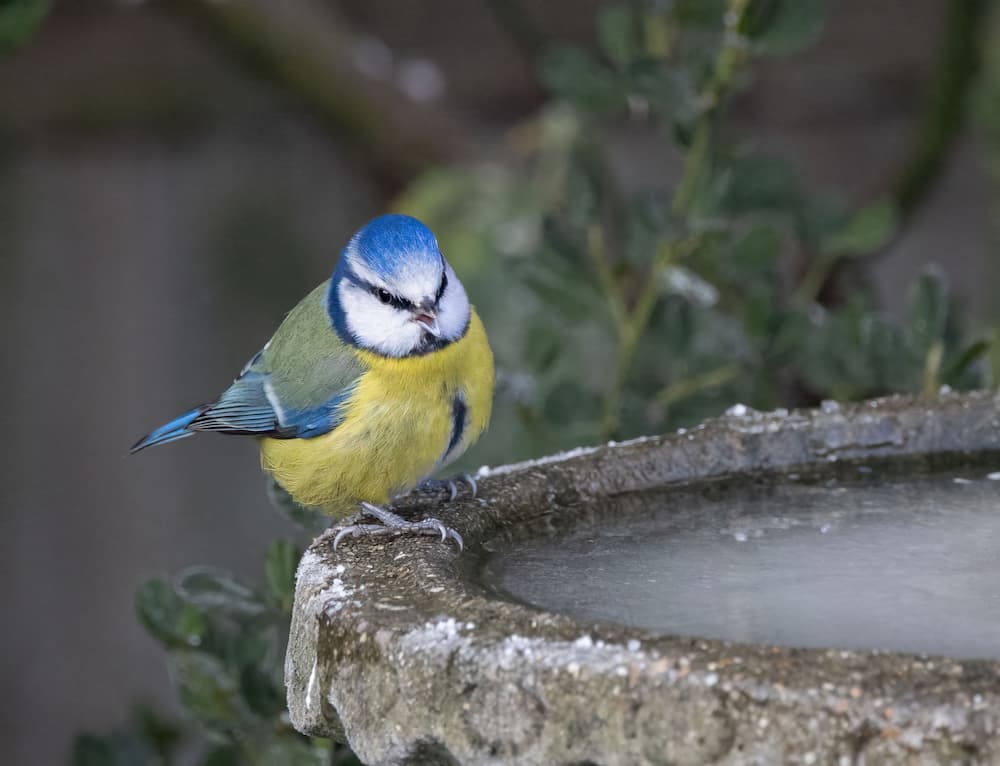 entretien mangeoire oiseaux hiver nettoyer abreuvoir