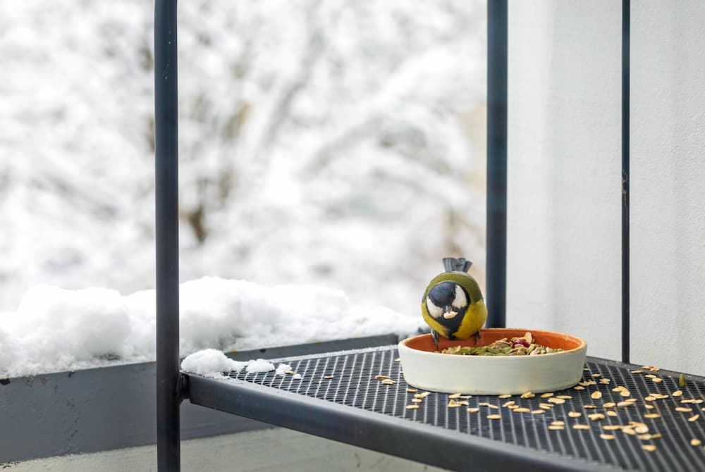 erreurs à éviter avec une mangeoire à oiseaux en hiver