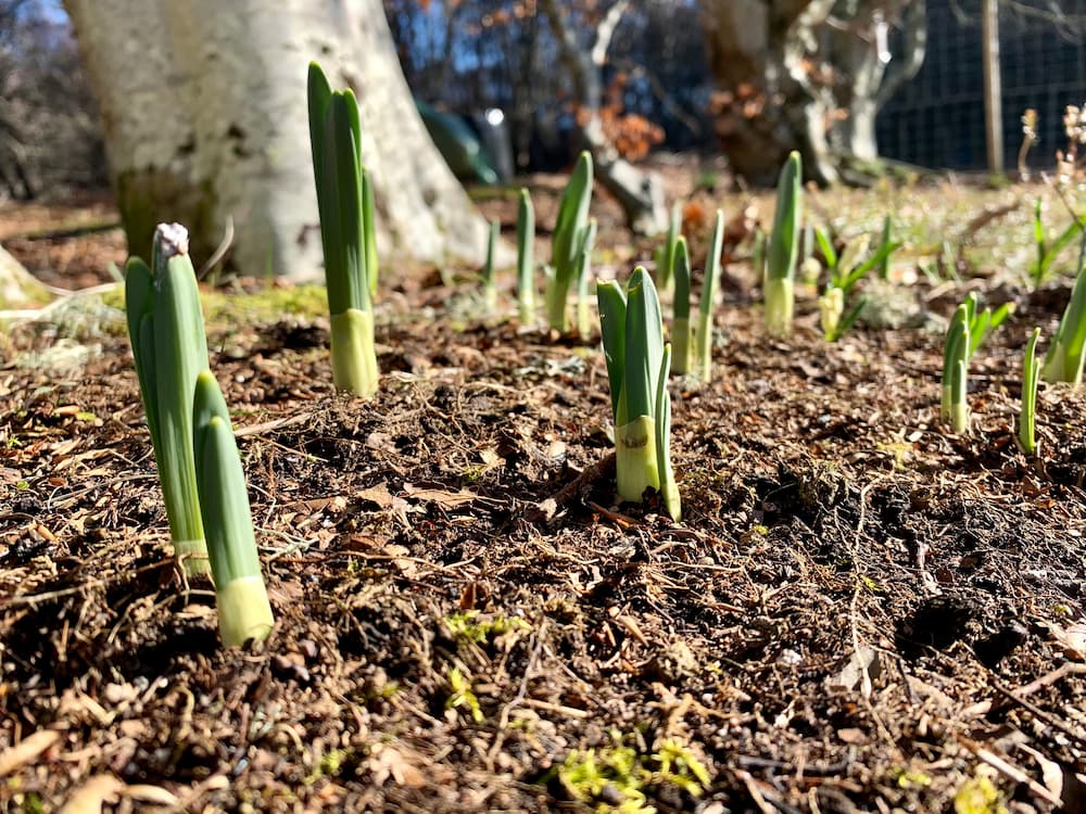 fleurs à bulbes répulsives pour mulots et campagnols