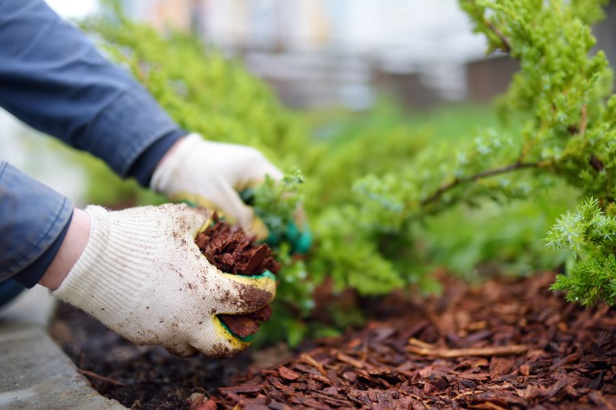 jardinage écolo avec du paillis pour les plantes