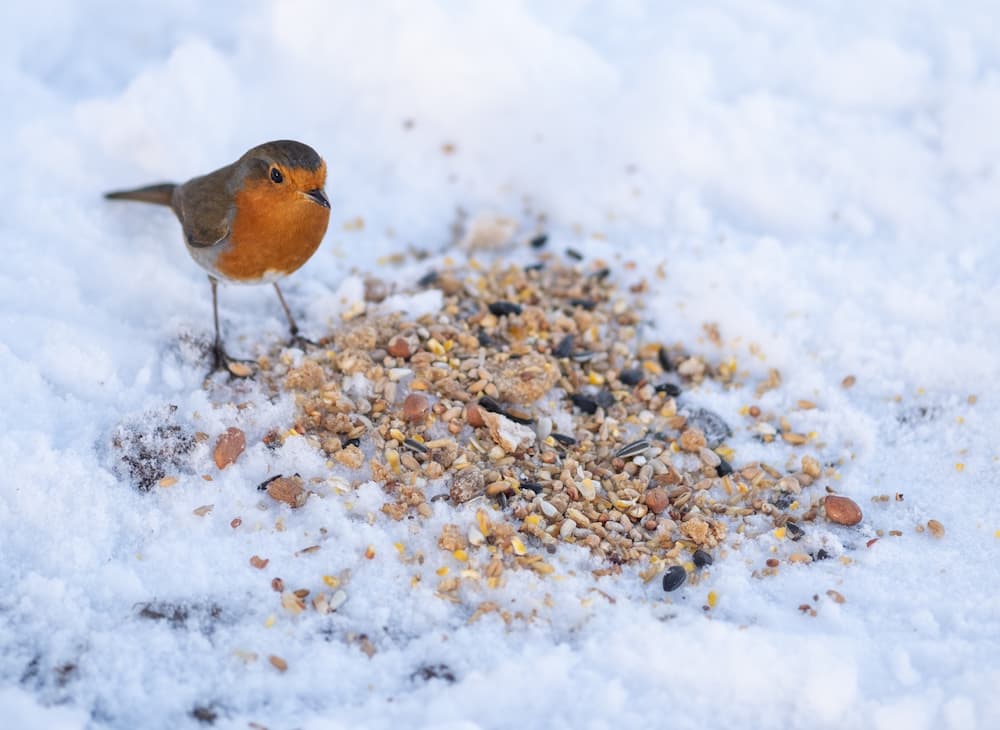 nourrir les oiseaux en hiver mélanges graines convenables