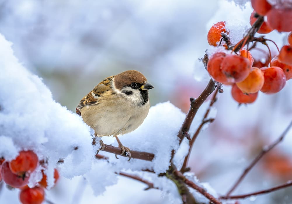 oiseaux du jardin affamé en hiver nourriture eau froid