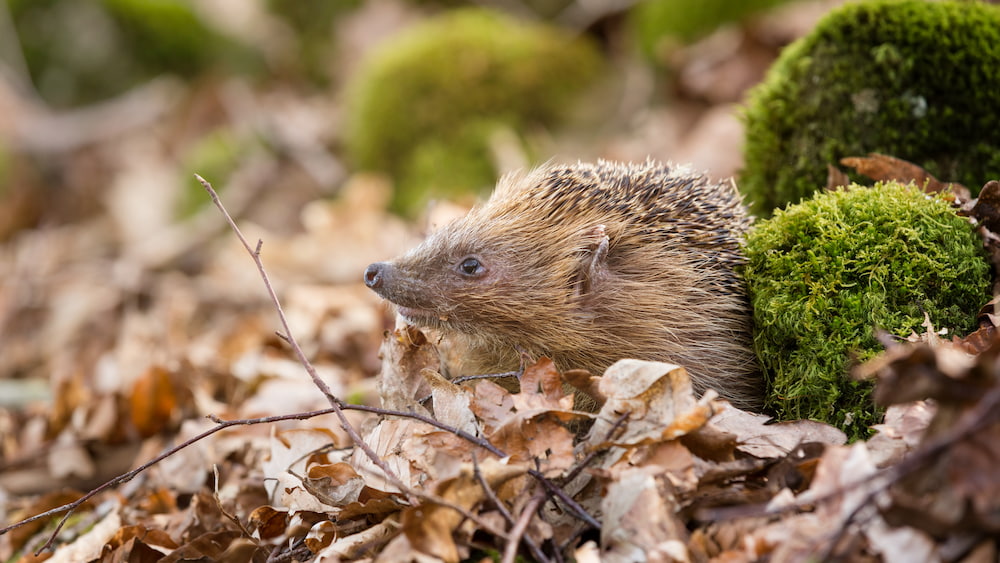 où dort le hérisson température hivernale refuge feuilles mortes