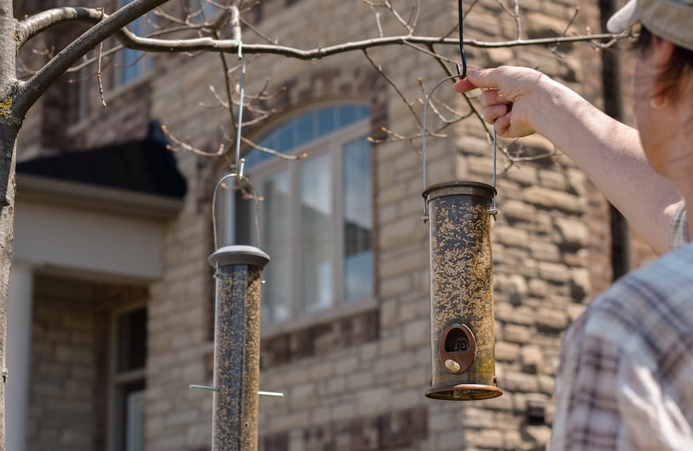 où installer une mangeoire à oiseaux en hiver pour la protéger des chats