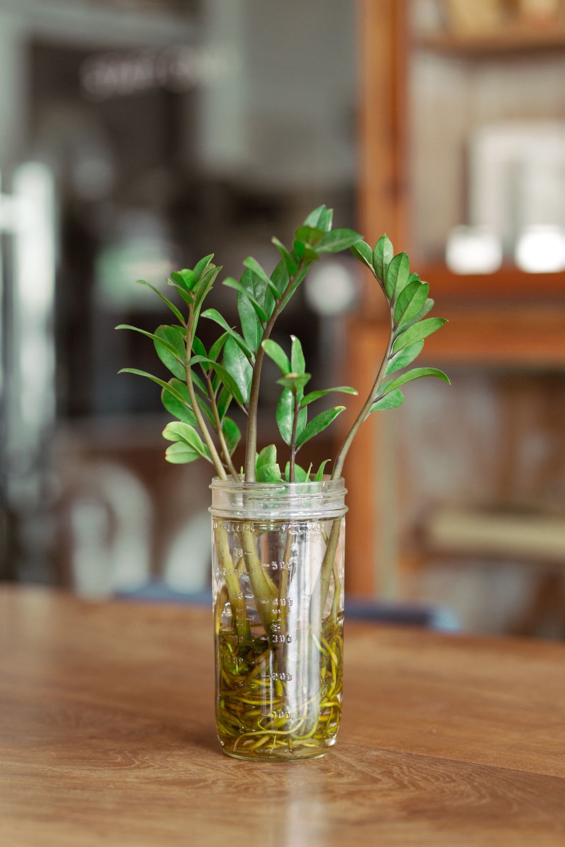 plante zamioculcas à cultiver dans l'eau toute l'année en tant que décoration