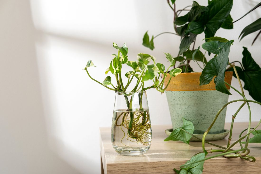 plantes d’intérieur qui poussent dans l’eau-cultiver sans terre est possible