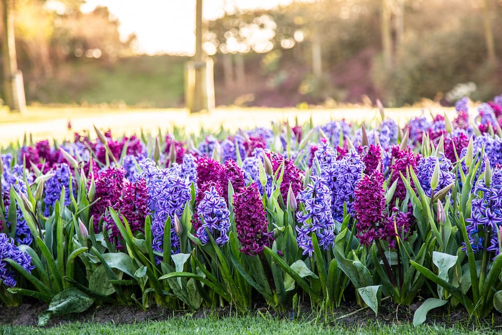 plantes répulsives rongeurs jacinthe planter bulbes en automne