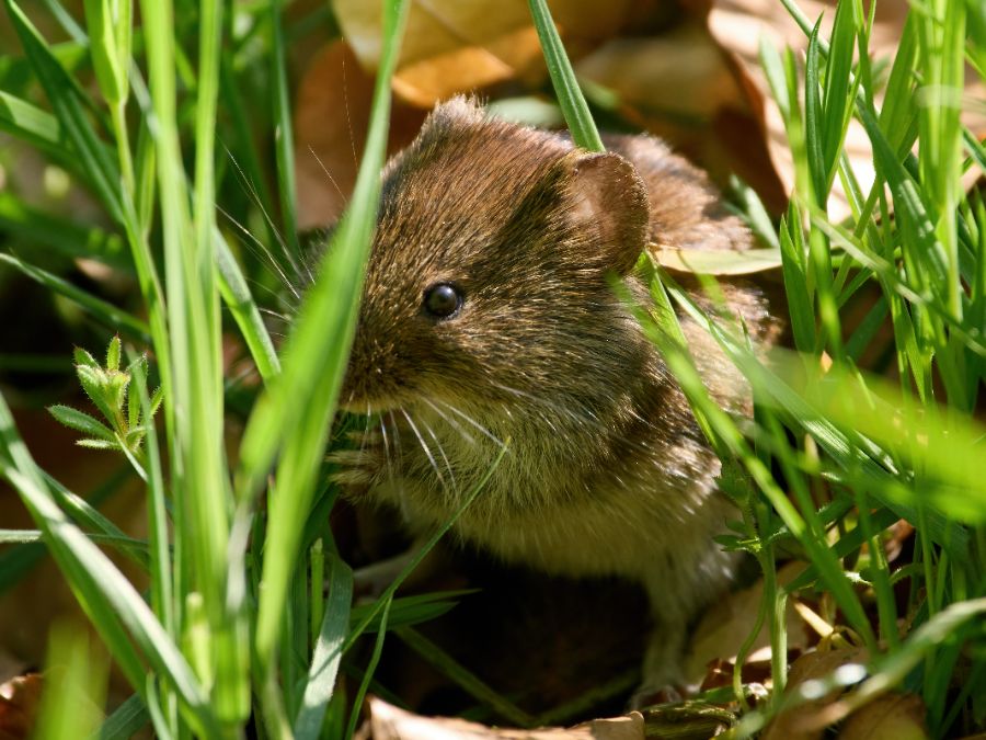 protection des bulbes contre les rongeurs