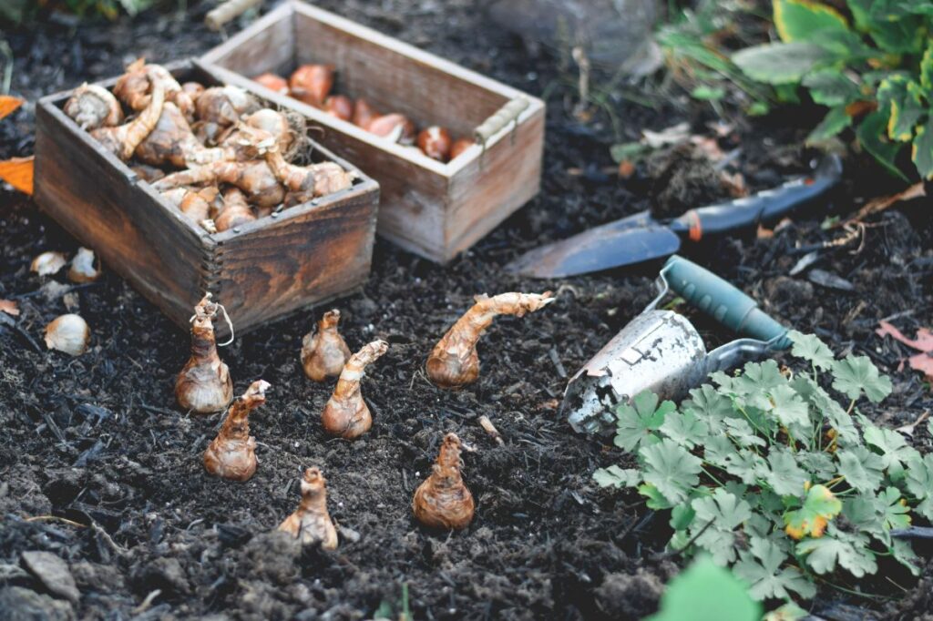 protéger ses bulbes contre les rongeurs 2025