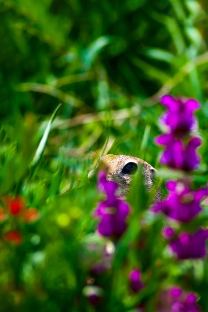 protégez vos bulbes des rongeurs