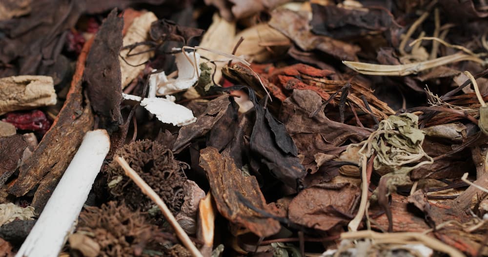 que faire d’un chrysanthème d’intérieur après qu’il a fleuri compost