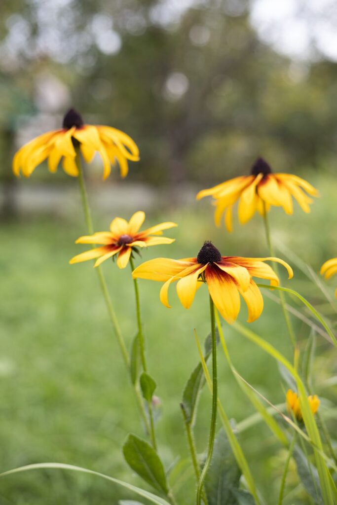 quelles sont les erreurs de jardinage en novembre