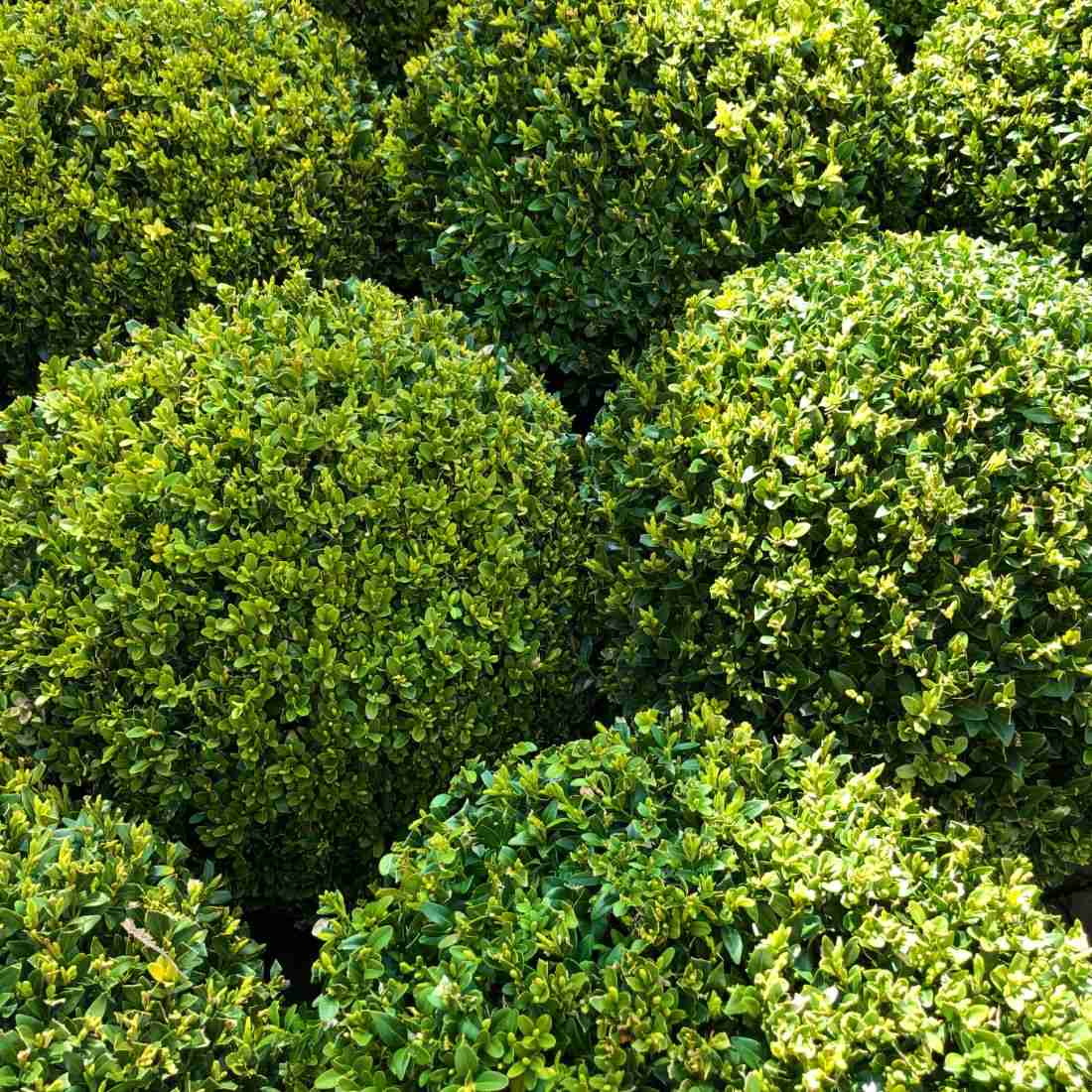 variété hybride buxus Green Mountain très solide et résistante à planter en haie ou en massif structuré