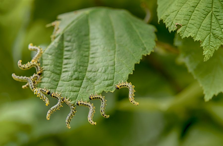 venir à bout des nuisibles sur les jeunes arbres avant l'hiver