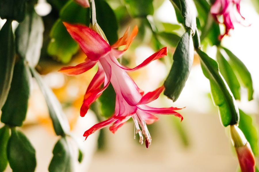 Poinsettia ou cactus de Noël comparaison — free download