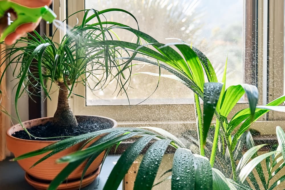 plantes qui augmentent l’humidité de l’air dans la maison