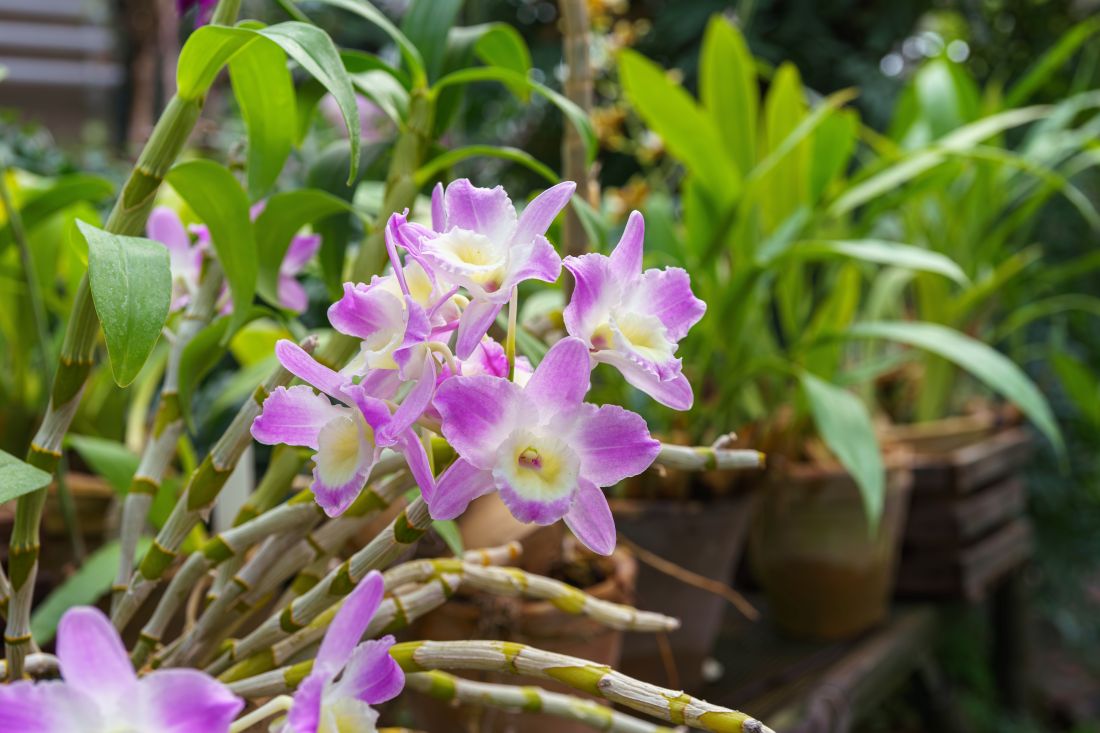 Dendrobium, orchidée-bambou, soins et entretien
