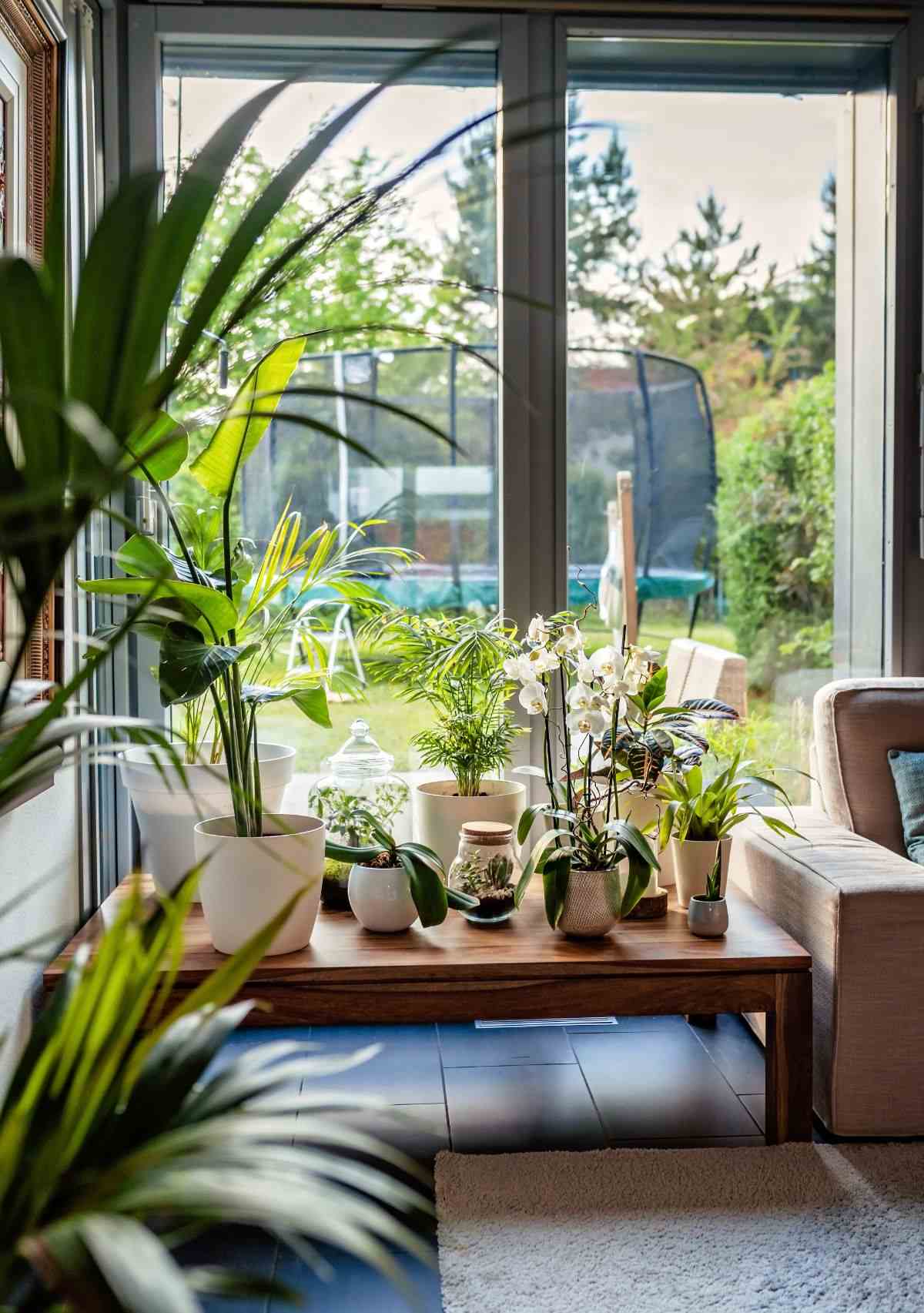 Quelles plantes pour un jardin zen intérieur