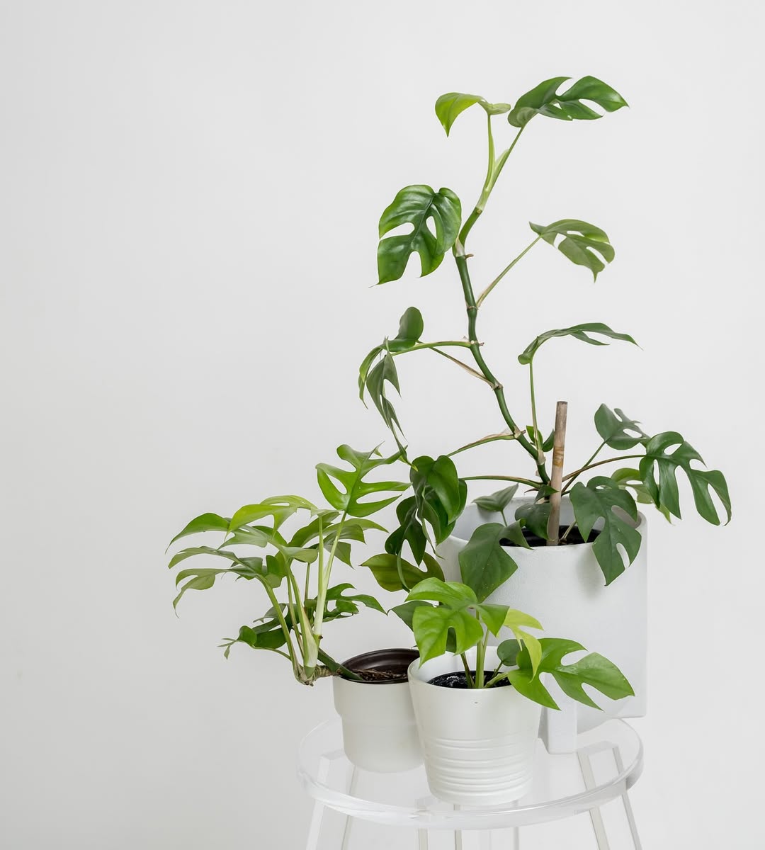 arrosage idéal pour rhaphidophora tetrasperma