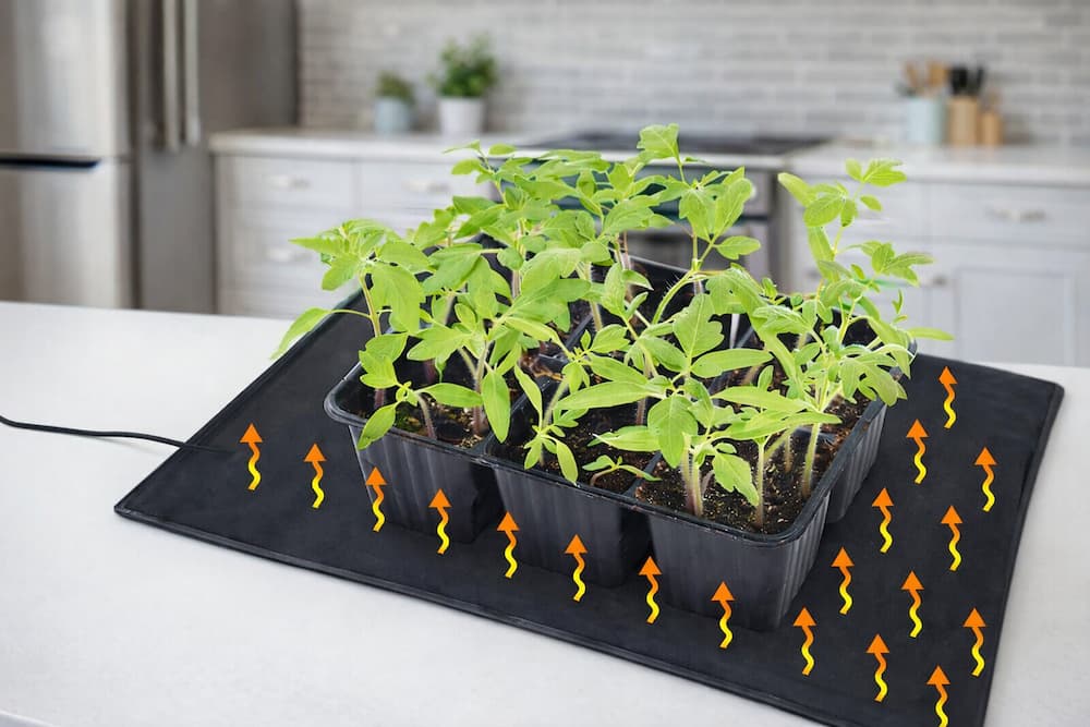 comment accélérer la germination des graines avec un tapis chauffant