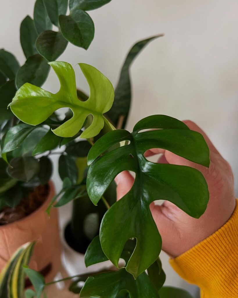 comment entretenir une mini monstera en intérieur