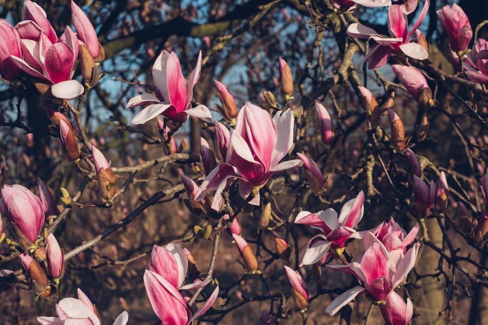comment protéger les bourgeons du magnolia du gel