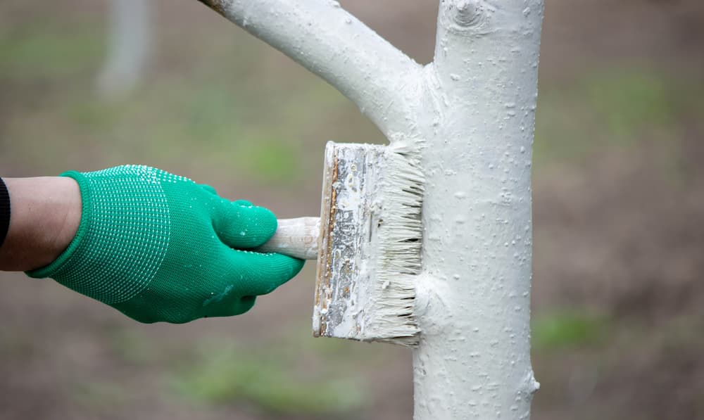 conseils pour garder un magnolia en bonne santé en hiver chaulage
