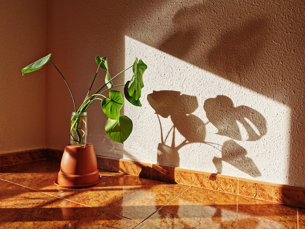 différence entre lumière directe et lumière indirecte pour plantes d’intérieur