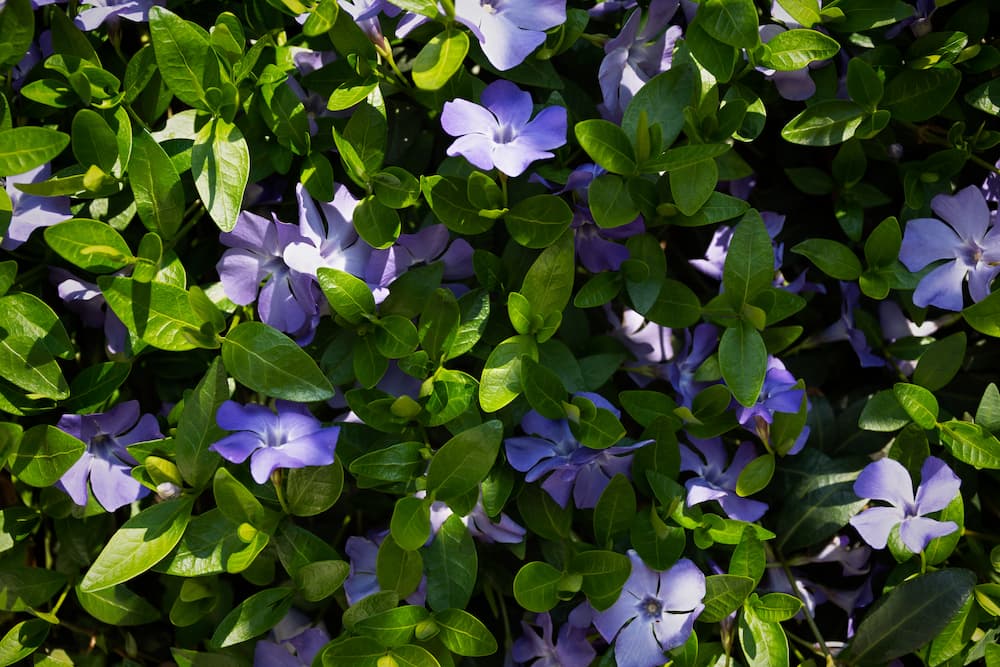 empêcher la boue avec des plantes couvre-sol pervenche