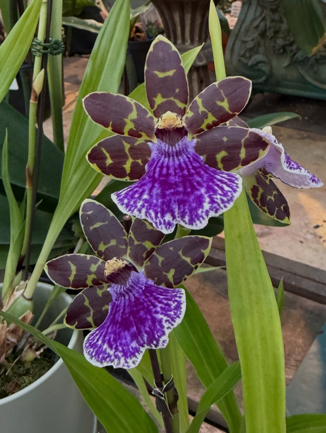 entretien Zygopetalum pour débutants, variétés orchidées