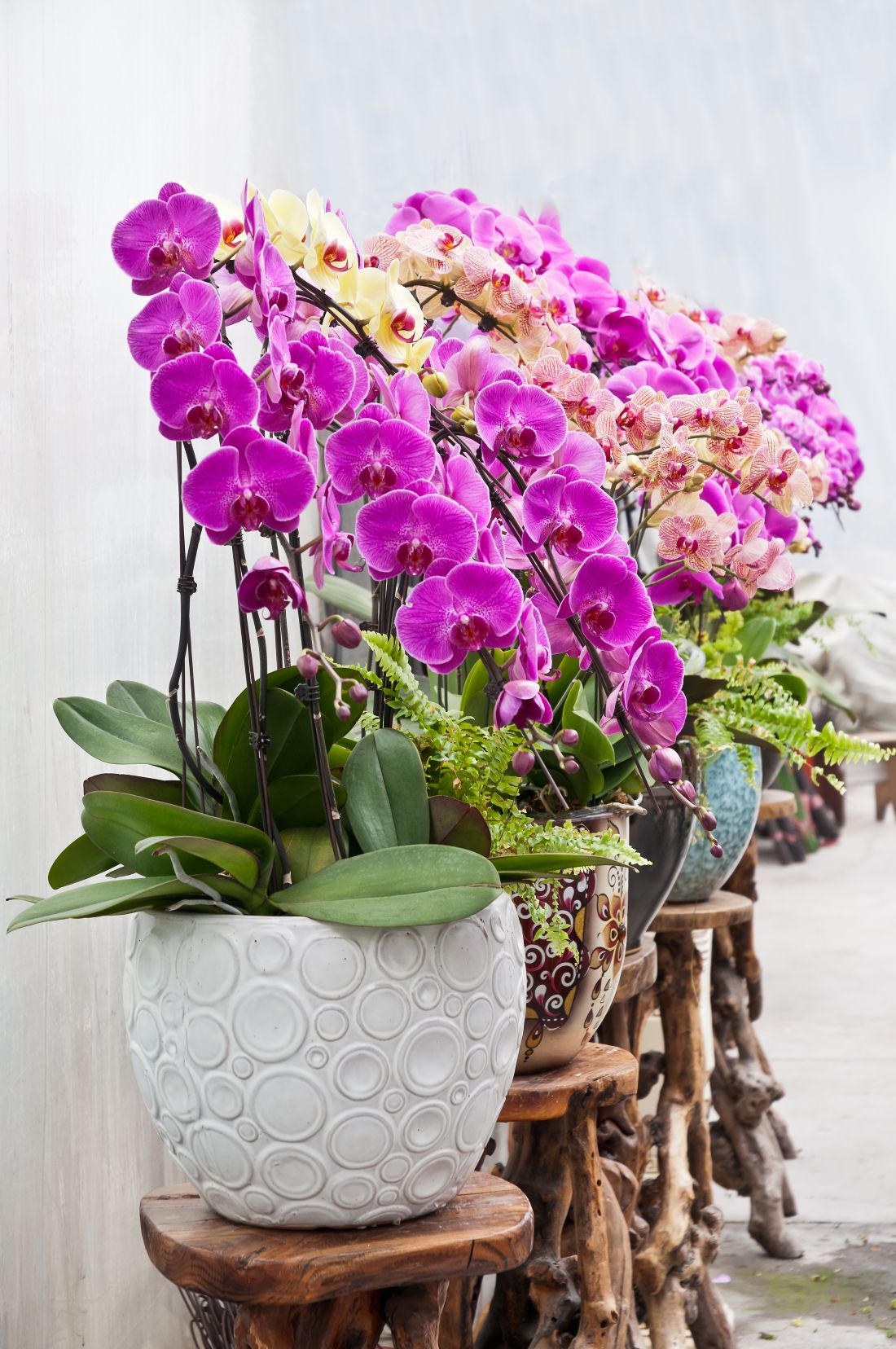 les meilleures orchidées faciles à cultiver, jardinage pour débutants