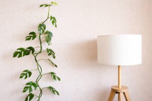 meilleure lumière pour rhaphidophora tetrasperma