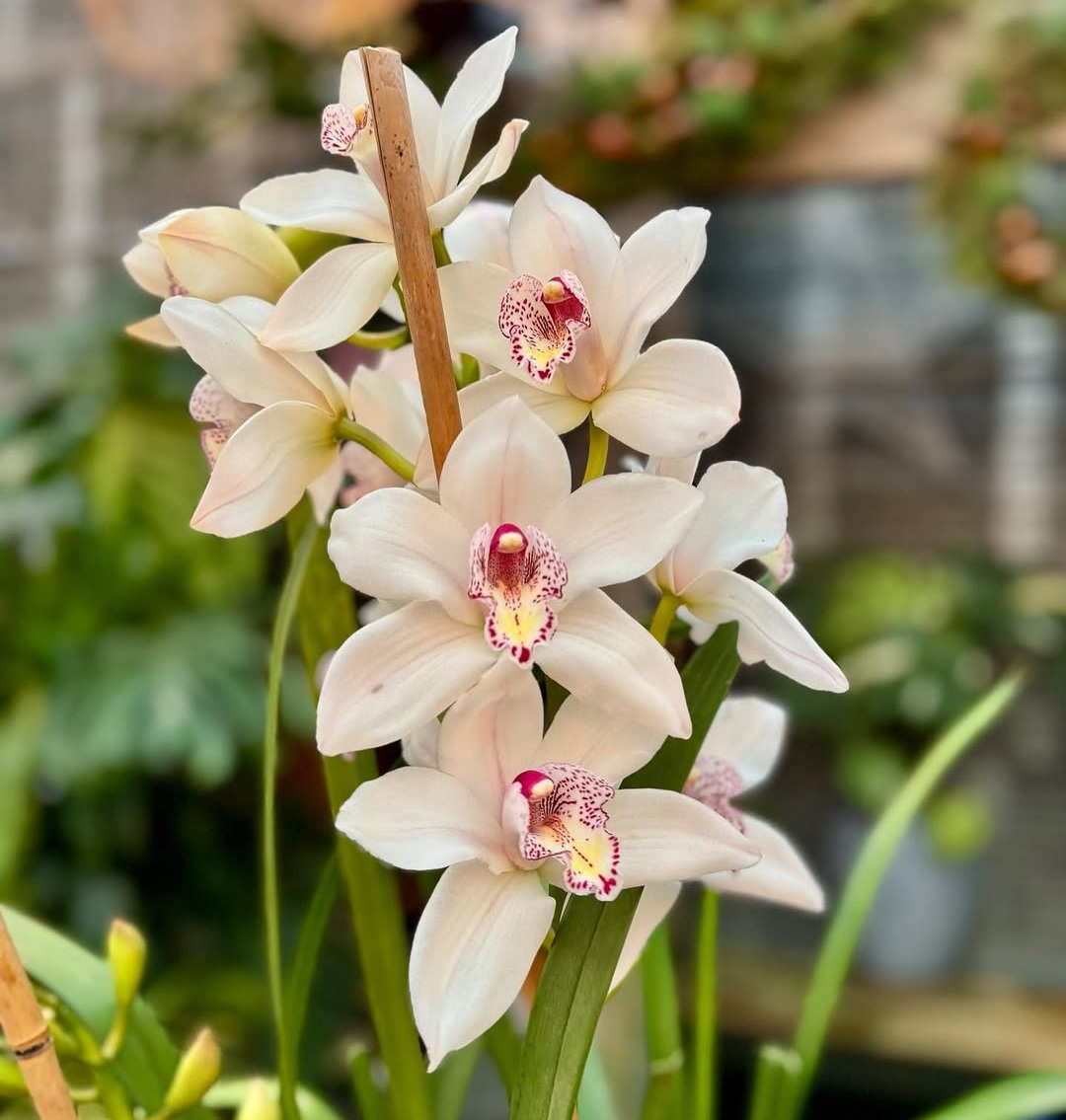 meilleures orchidées faciles à cultiver pour débutants, entretien cymbidium