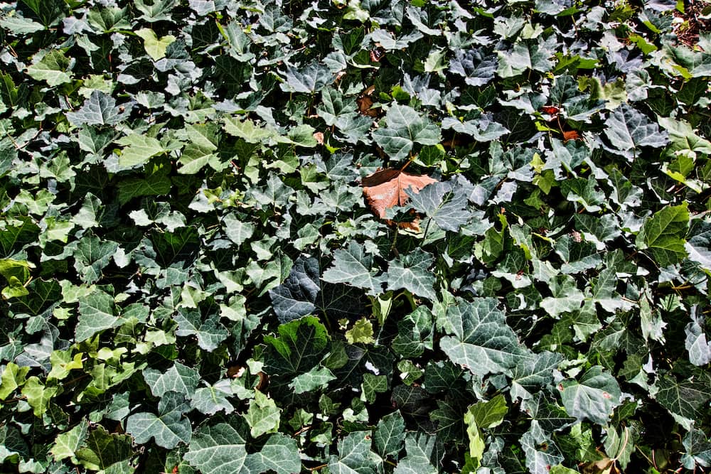 meilleures plantes tapissantes pour terrain boueux lierre