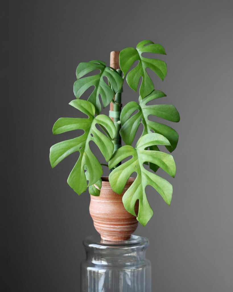 mini monstera pour petit espace vert à la maison
