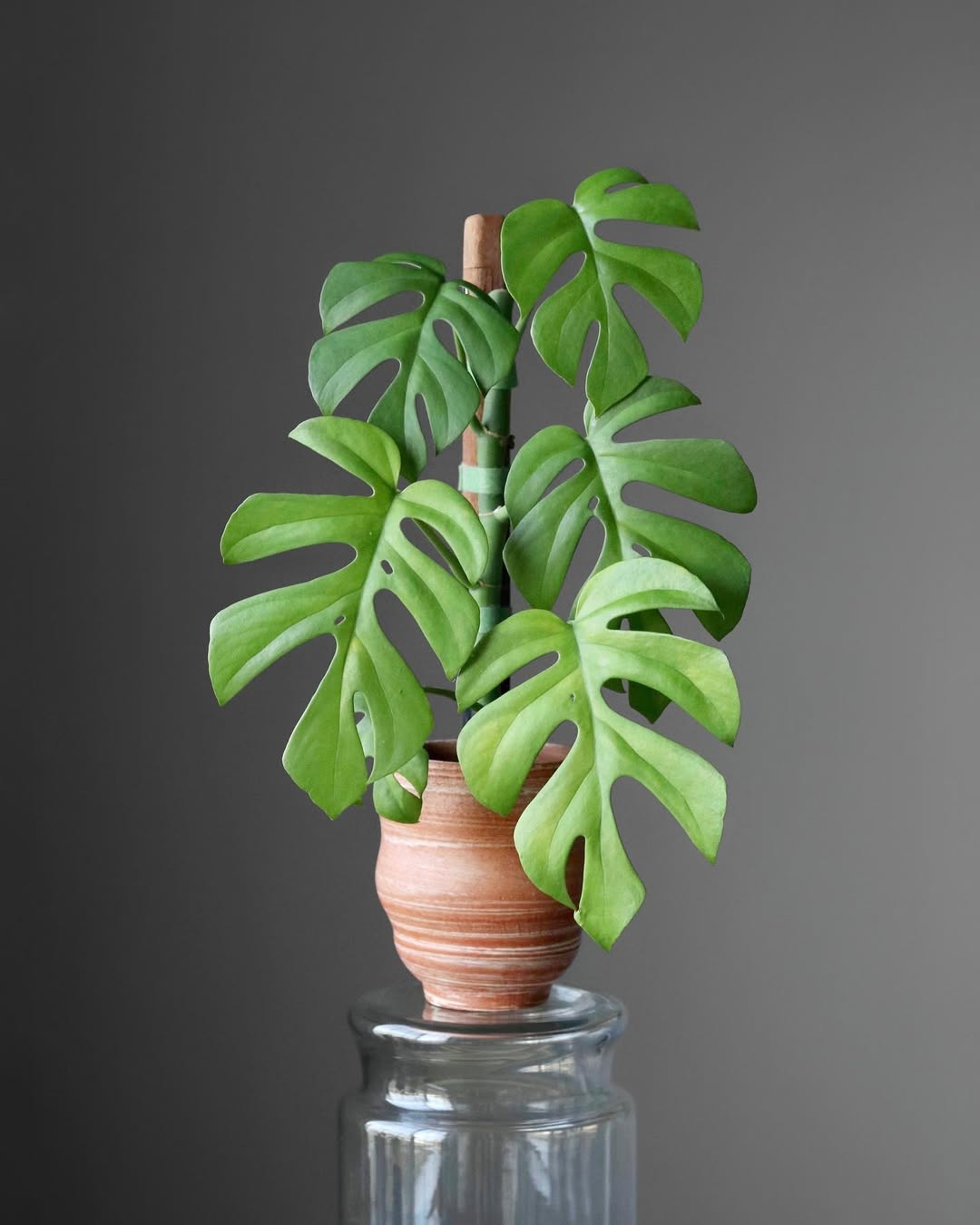mini monstera pour petit espace vert à la maison