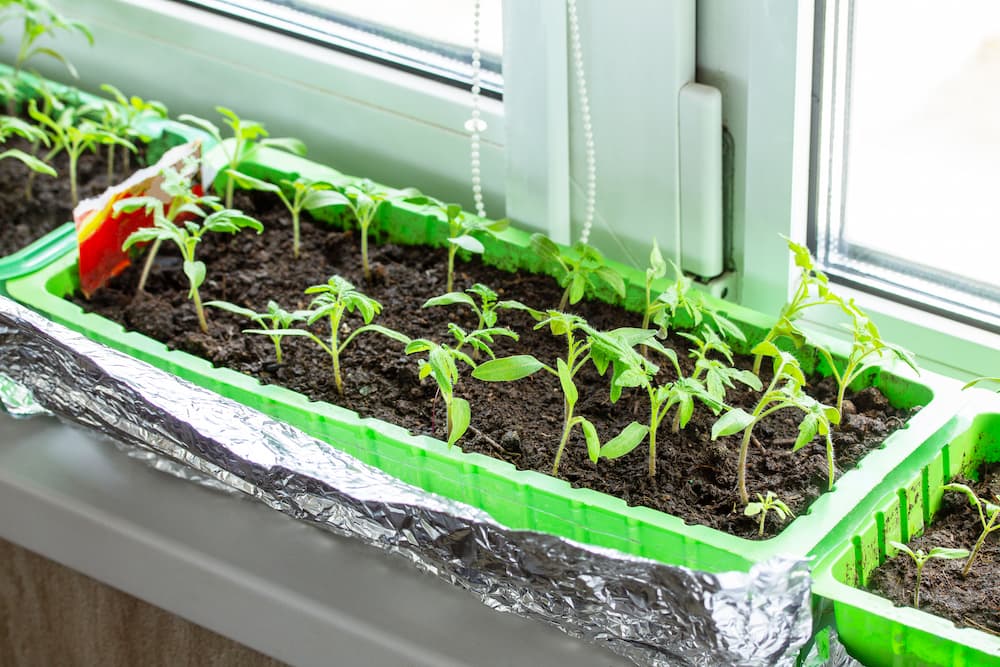 optimiser la germination des tomates avec tapis chauffant
