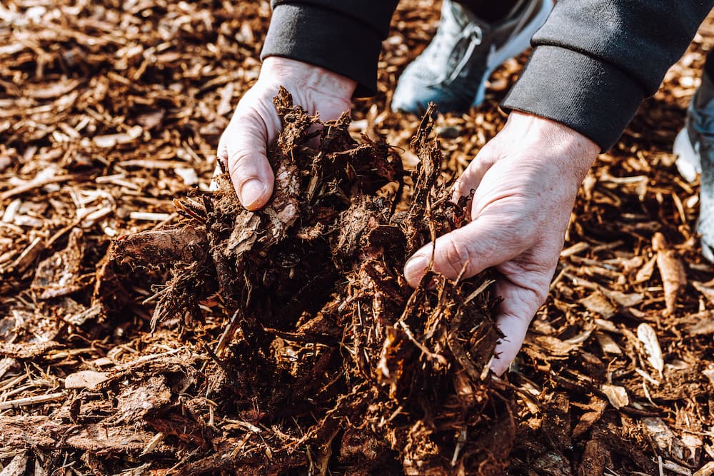 paillage pour protéger un magnolia en hiver