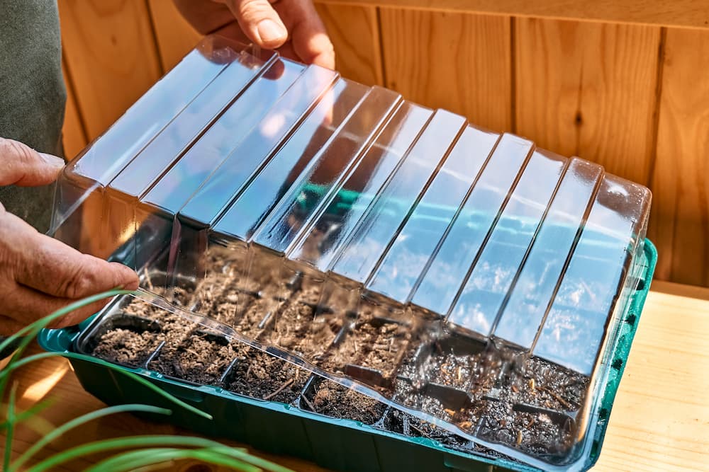 placer un tapis chauffant sous une mini serre de semis