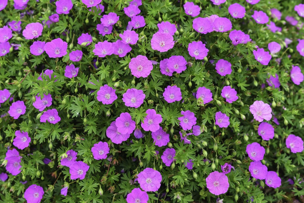 plantes planter pour ne plus avoir de boue après la pluie géranium