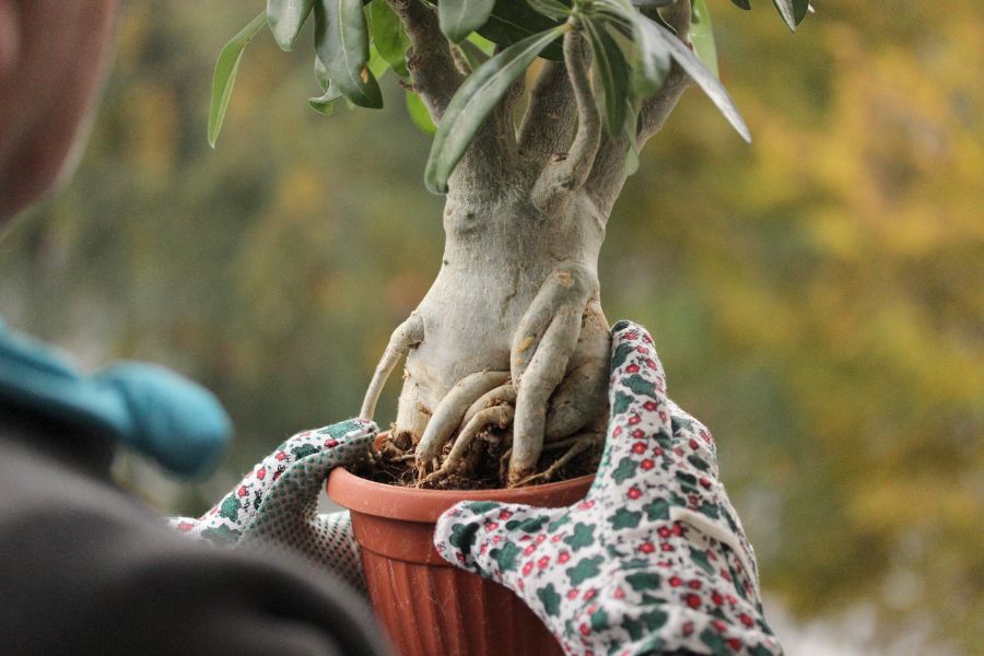 quand rempoter l'arbre à argent