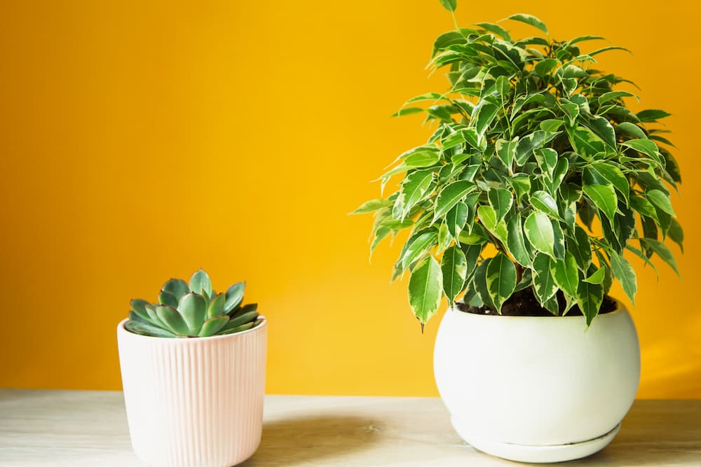 quelle est la meilleure lumière pour une plante d’intérieur
